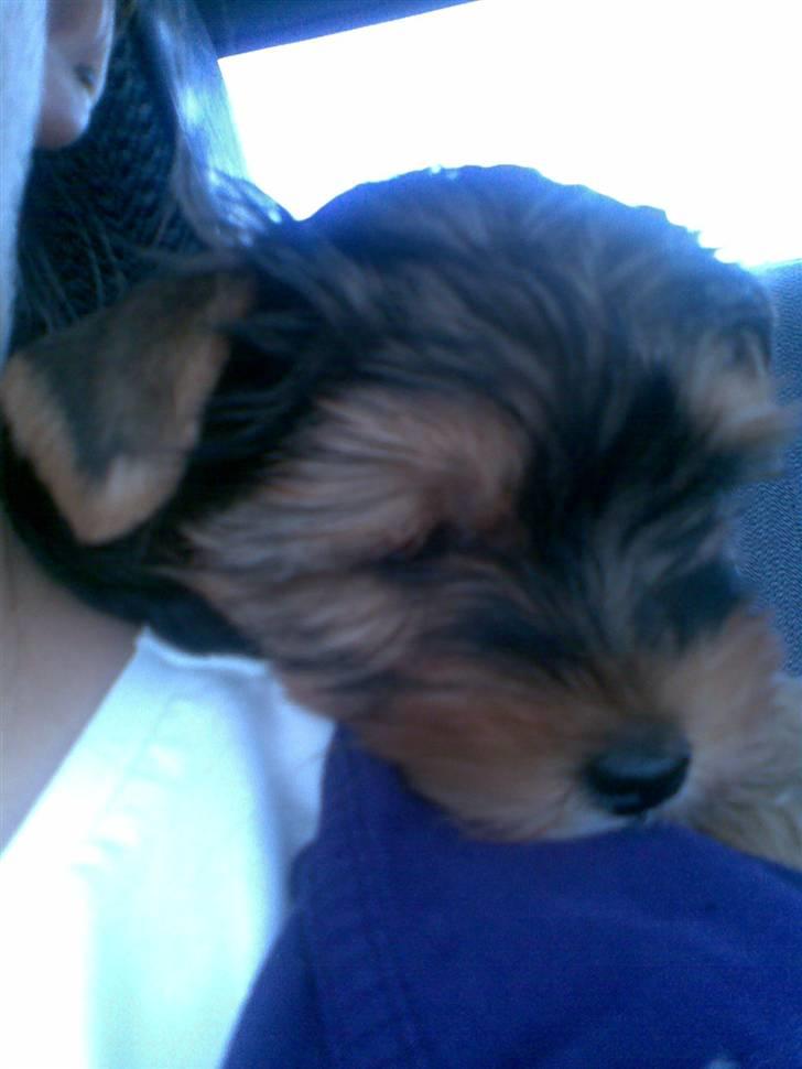 Yorkshire terrier Coco billede 11
