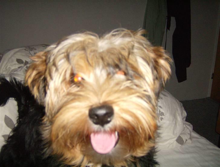 Yorkshire terrier Coco billede 12
