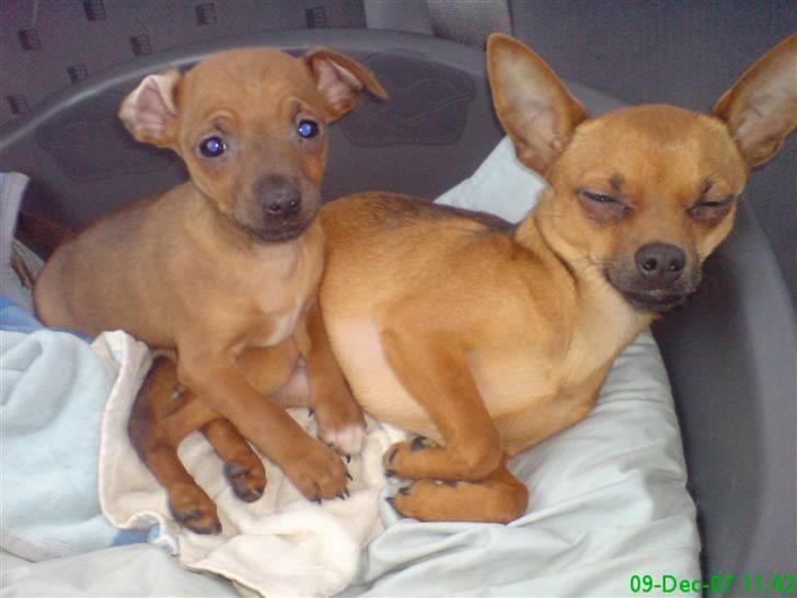 Blanding af racer |Chi/DP| Lasse prinsen - mig og lillebror- årh moar, jeg er så træt efter to dage med den barnlige hvalp. Pff er jo selv så voksen :p billede 15