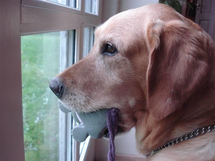 Labrador retriever Sally - sally og hendes elskede legetøjs-pivedyrs-flodheste-ting i munden billede 1