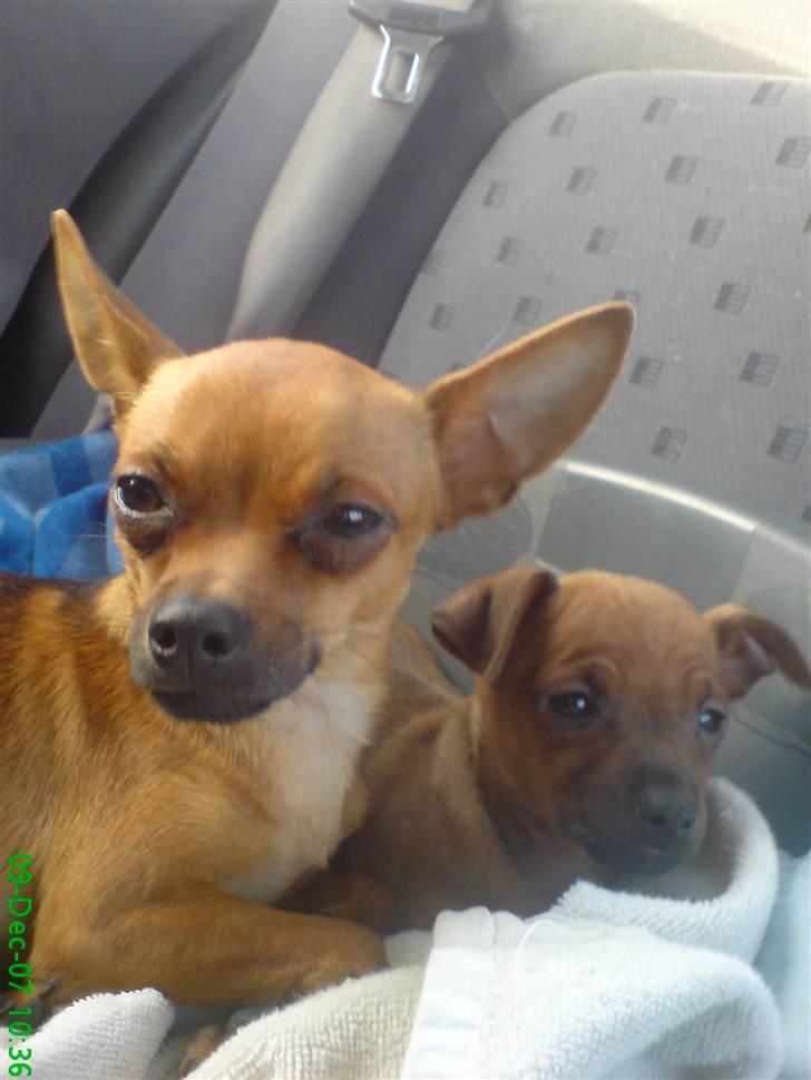 Blanding af racer |Chi/DP| Lasse prinsen - Jeg passer lige på lillebror Hugo  billede 16