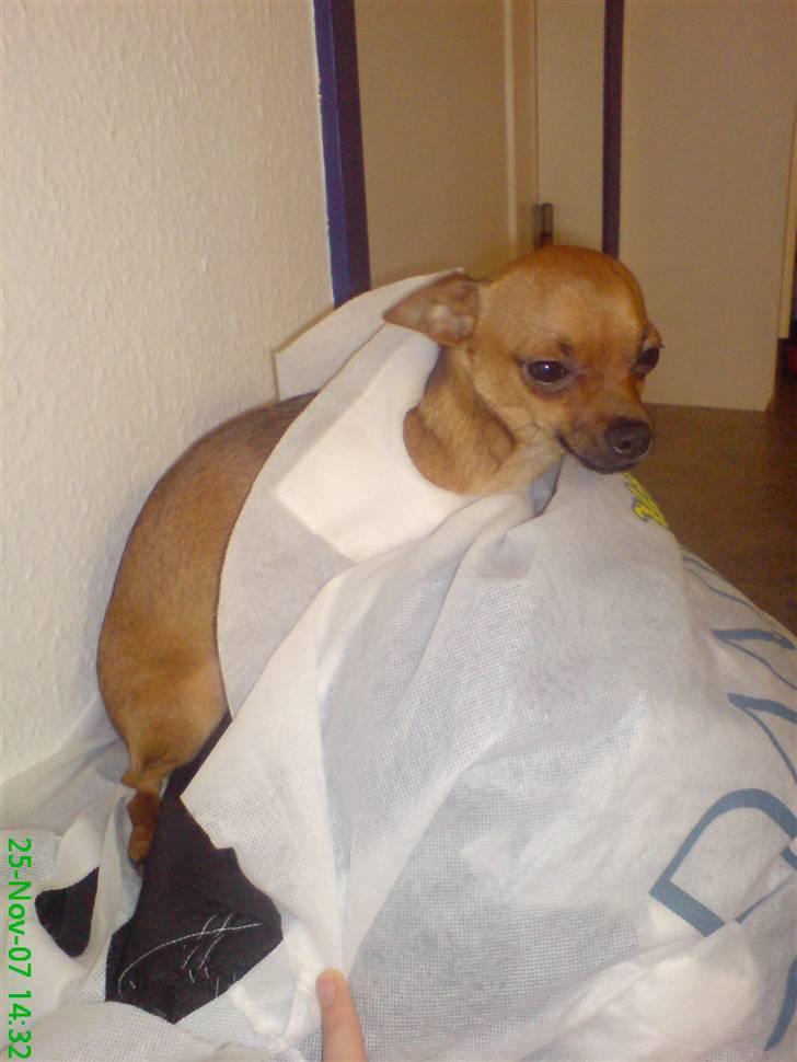 Blanding af racer |Chi/DP| Lasse prinsen - Jeg fangede lige Lasse i at falde i søvn med hovedet ude gennem et håndtag på en stofpose :P MÅTTE ha et billede af det :P  billede 17