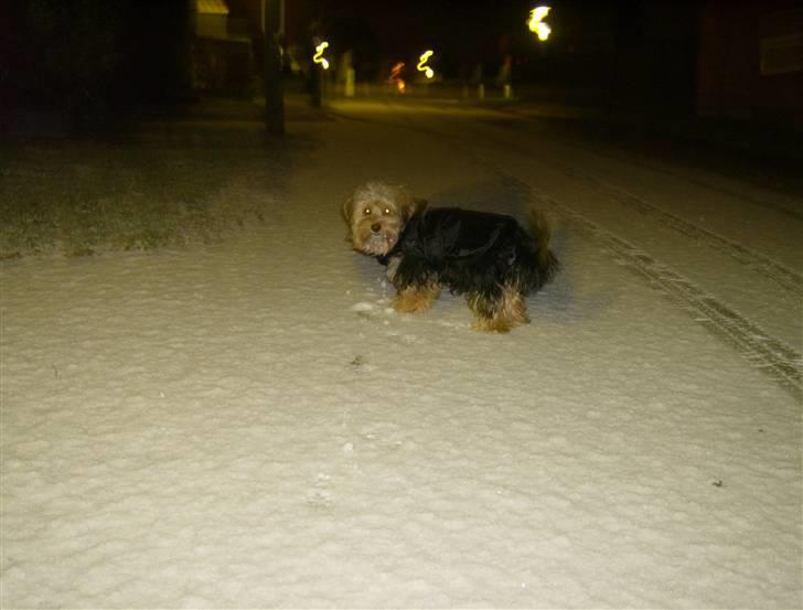 Yorkshire terrier Coco billede 13