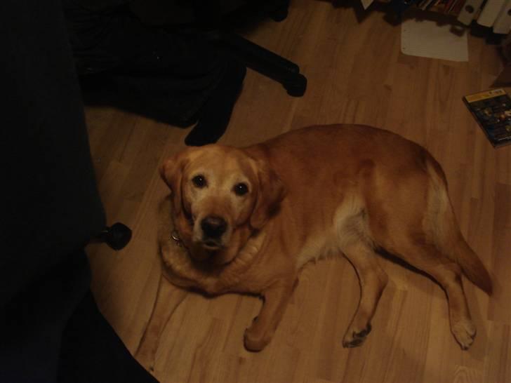 Labrador retriever Sally - "tager du nu billeder?" billede 2