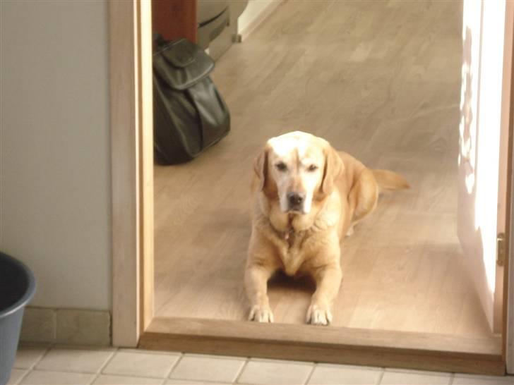 Labrador retriever Sally - sally dovner på gulvet. billede 3