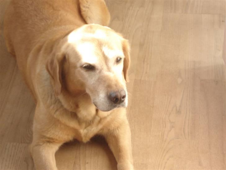 Labrador retriever Sally - endnu en gang billede 4