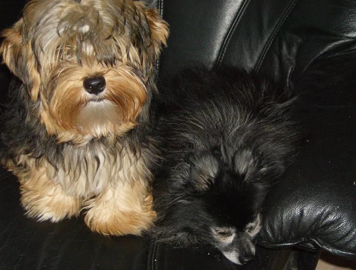 Yorkshire terrier Coco billede 14