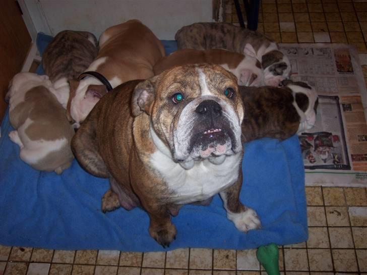 Engelsk bulldog Holly - Smukke holly, hvalpene og det nye medlem af familien billede 6