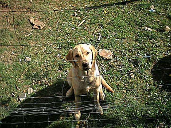 Labrador retriever Sally - nutted nutted nutted! billede 5