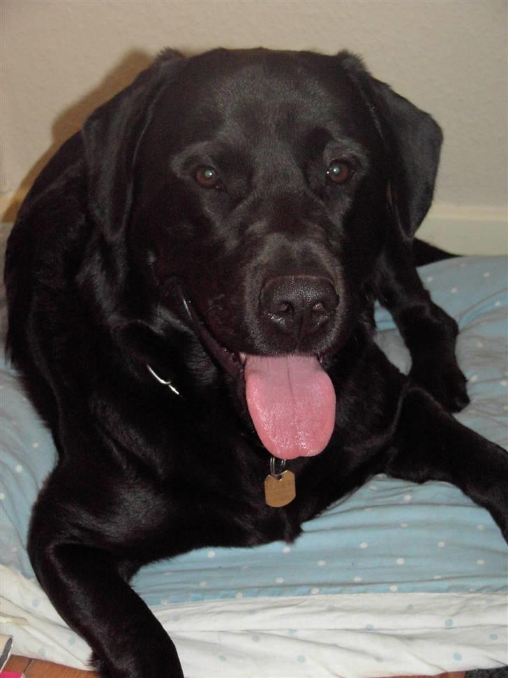 Blanding af racer Nuser - Her er jeg, synes lige jeg vil smile lidt. :0) billede 1