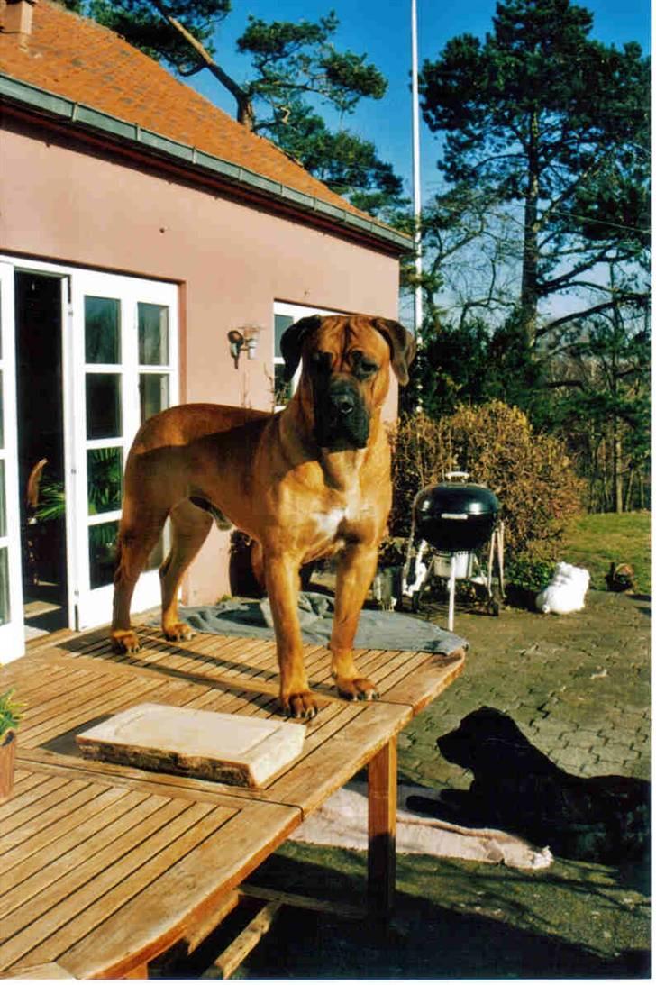 Boerboel Sharka (Teglborg Sharka) billede 1