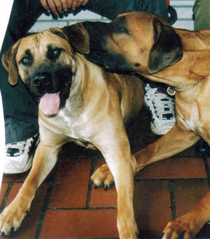 Boerboel Sharka (Teglborg Sharka) billede 2