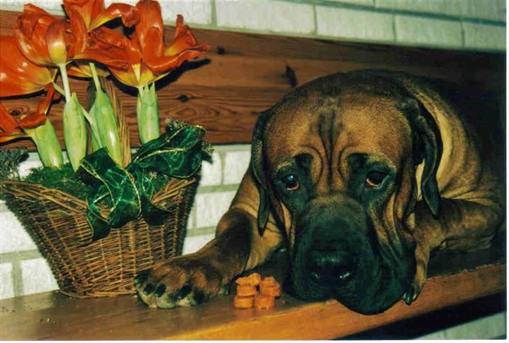 Boerboel Sharka (Teglborg Sharka) billede 3