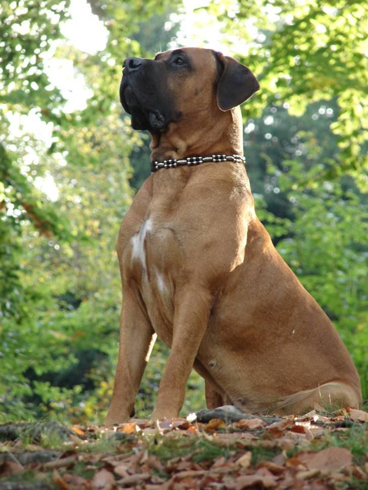 Boerboel Sharka (Teglborg Sharka) billede 4