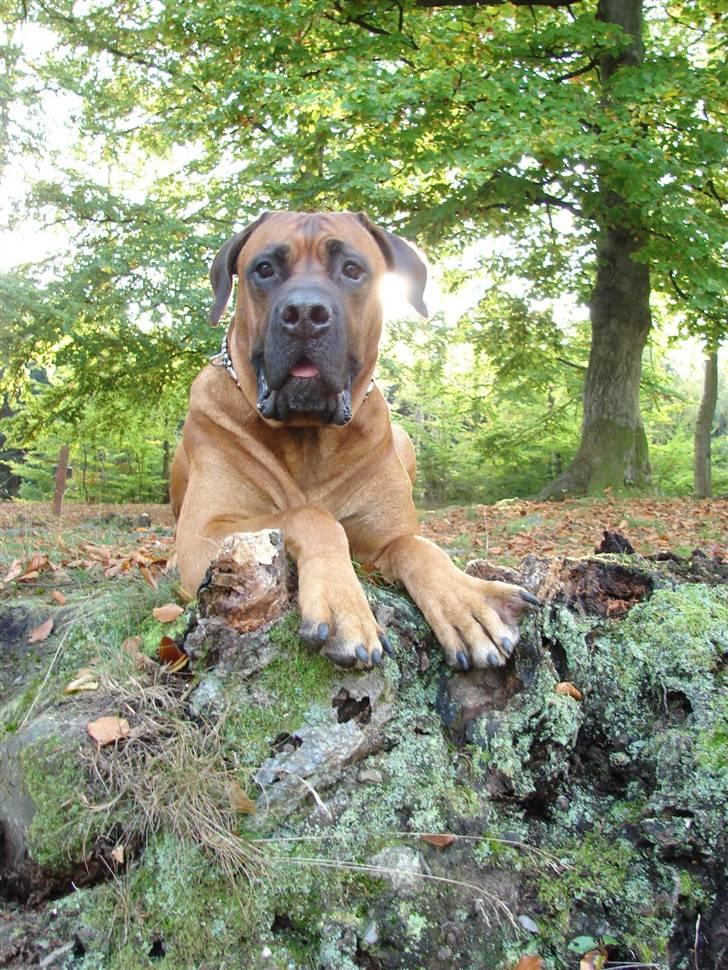Boerboel Sharka (Teglborg Sharka) billede 5