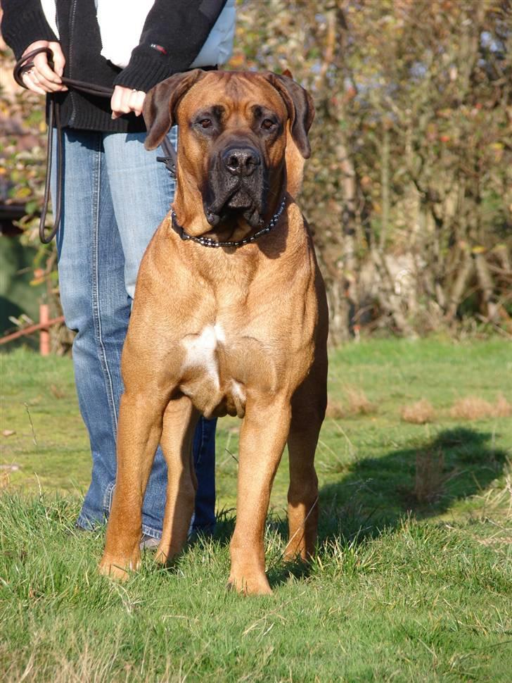 Boerboel Sharka (Teglborg Sharka) billede 6