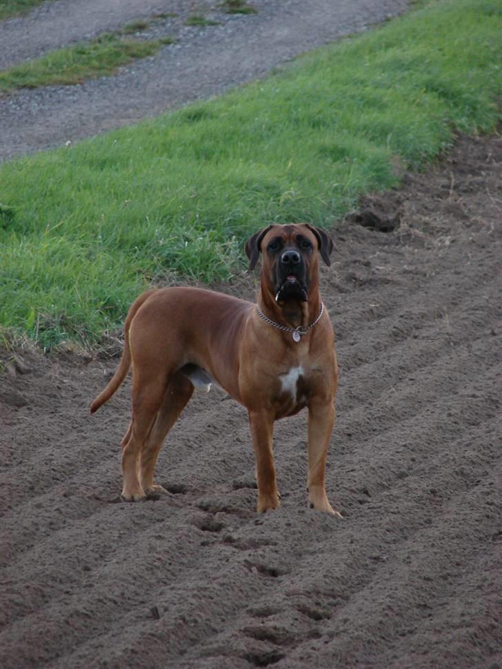 Boerboel Sharka (Teglborg Sharka) billede 7