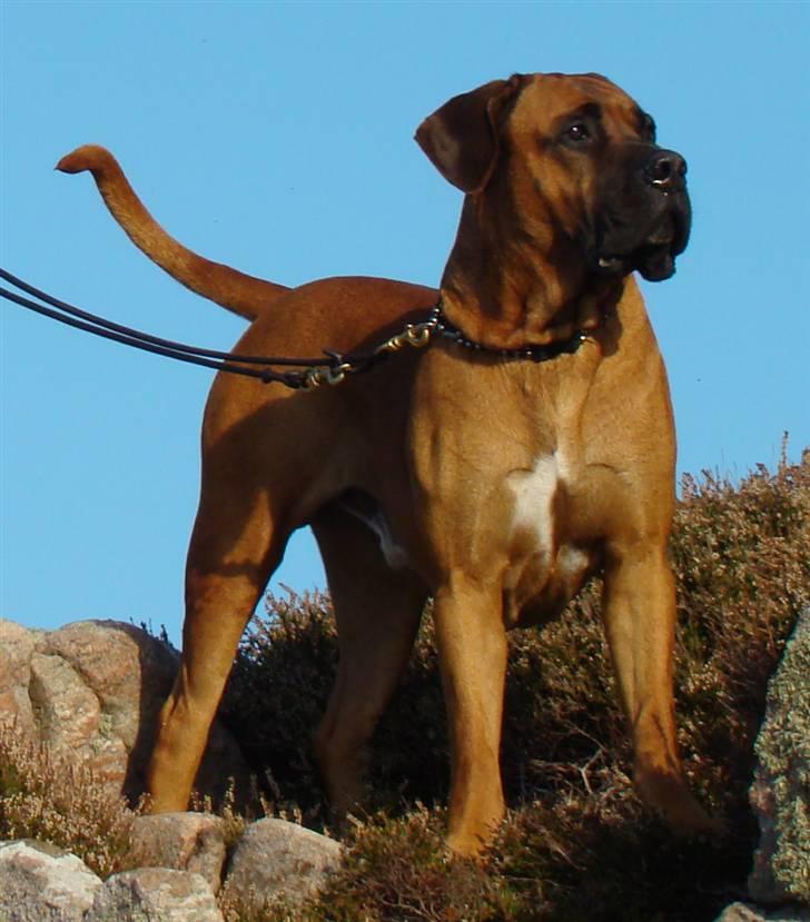Boerboel Sharka (Teglborg Sharka) billede 8