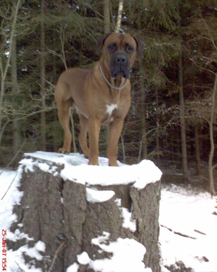 Boerboel Sharka (Teglborg Sharka) billede 9