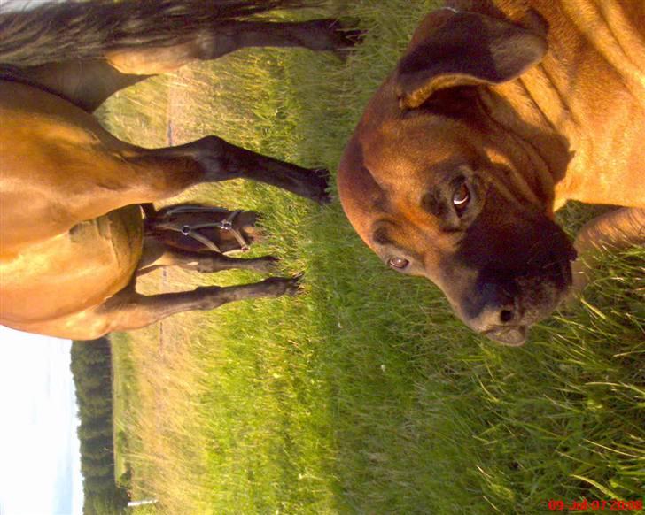 Boerboel Sharka (Teglborg Sharka) billede 10