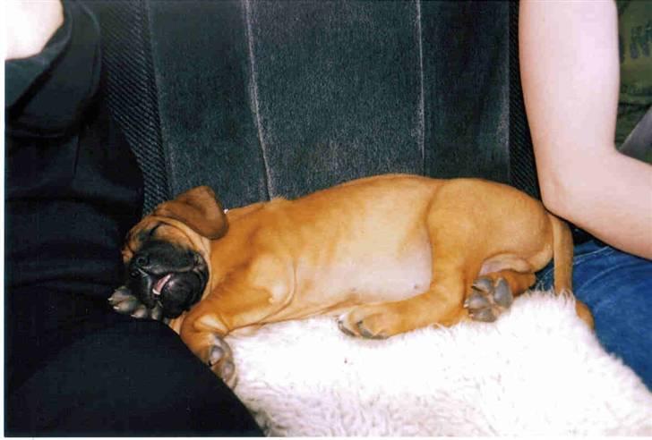 Boerboel Sharka (Teglborg Sharka) billede 11