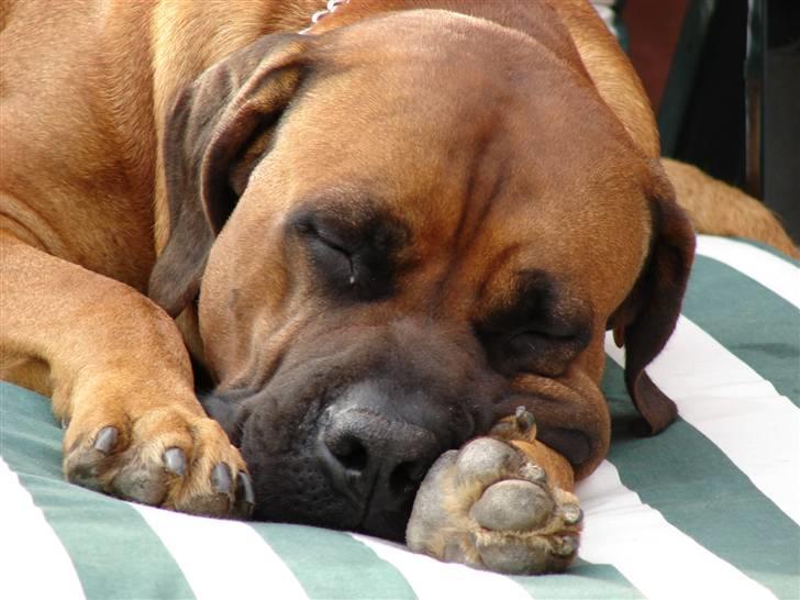 Boerboel Sharka (Teglborg Sharka) billede 12