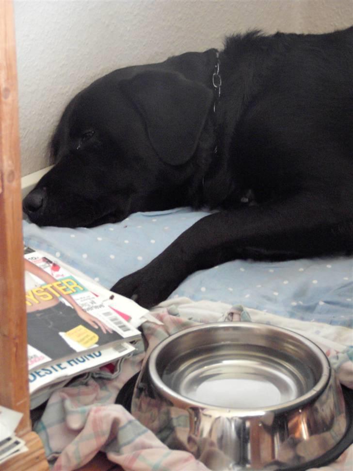 Blanding af racer Nuser - Efter en omgang leg med Tyson, er det tid til en ordentlig lur. billede 2