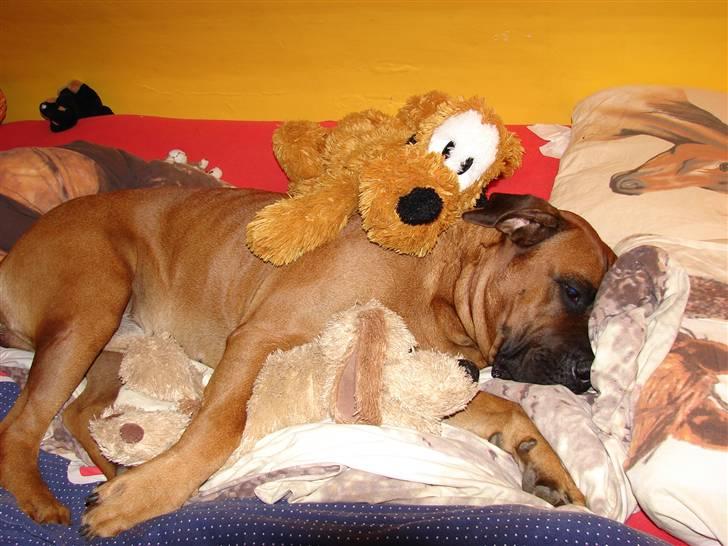 Boerboel Sharka (Teglborg Sharka) billede 13