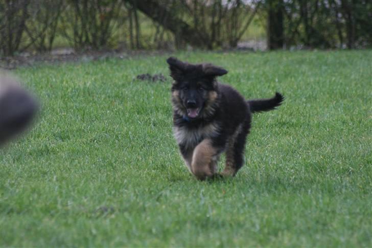 Schæferhund Odin R.I.P. billede 11