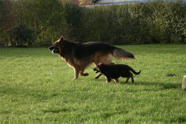Schæferhund Odin R.I.P. - se os fuld fart frem billede 12