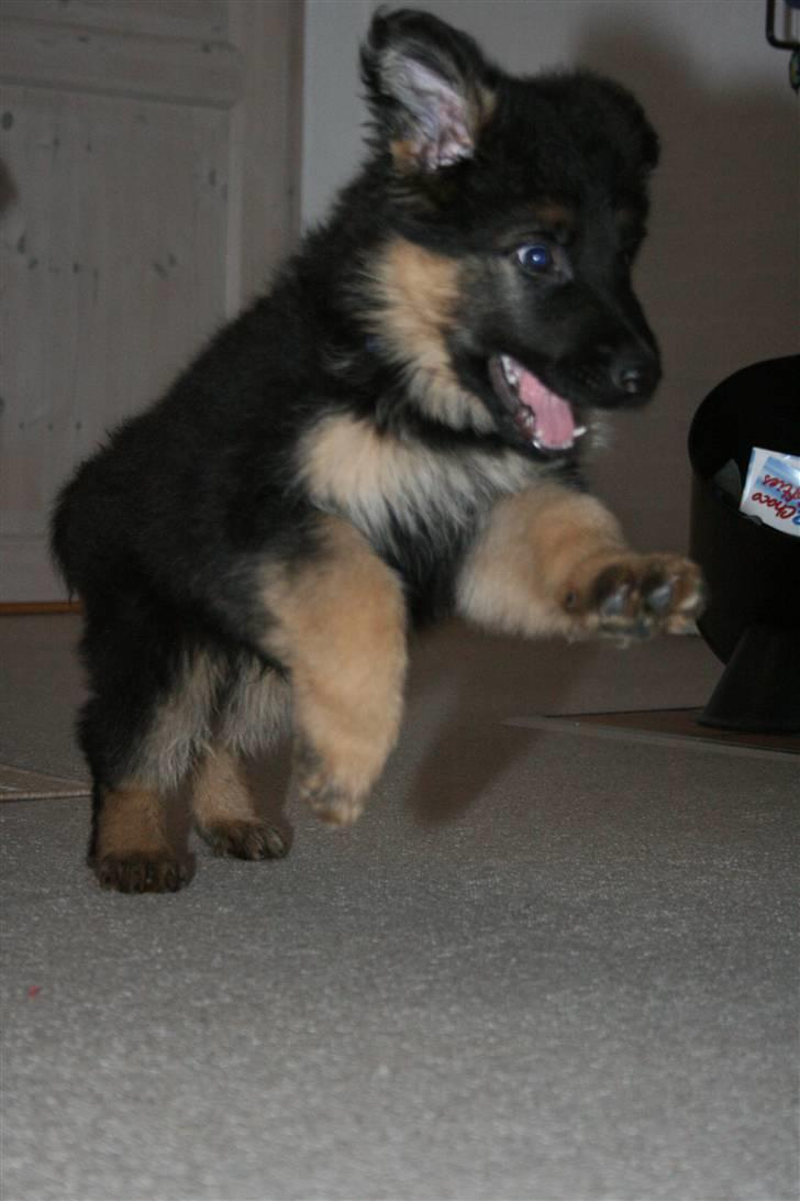 Schæferhund Odin R.I.P. - er jeg ikke køn billede 13