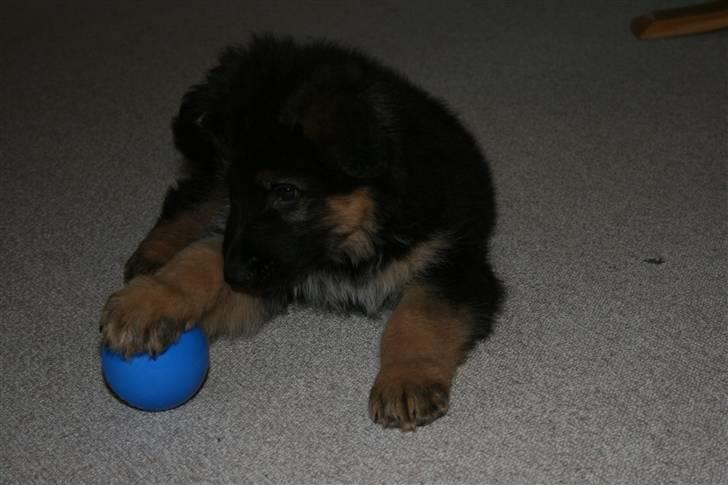 Schæferhund Odin R.I.P. - ingen tager min bold.ss billede 14