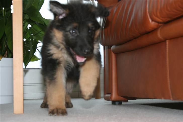 Schæferhund Odin R.I.P. - i fuld fart billede 15