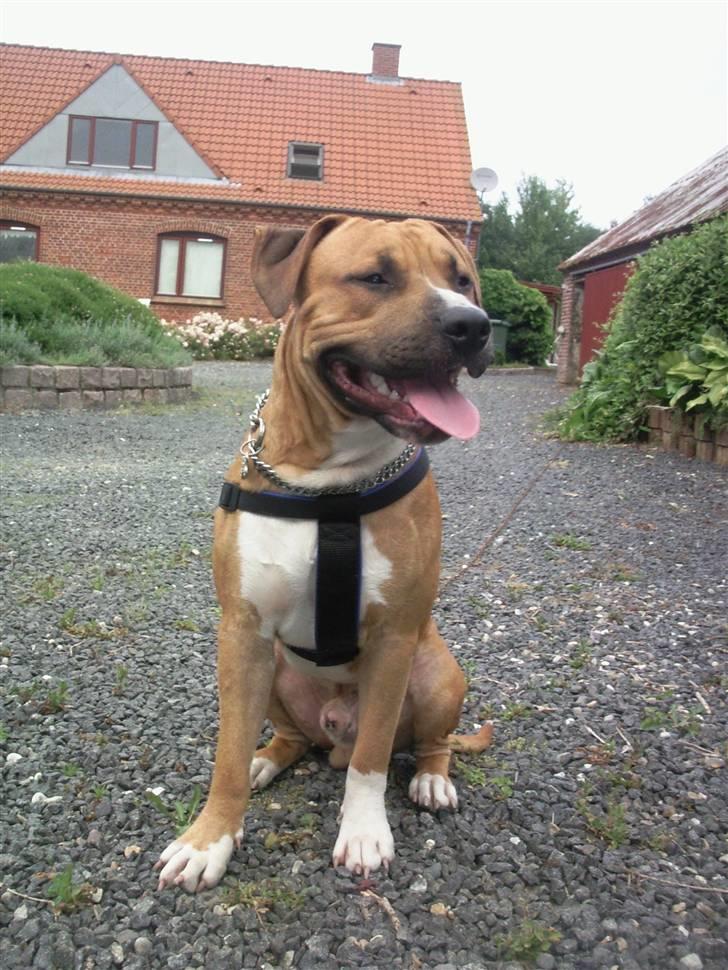 Amerikansk staffordshire terrier TYSON - Her er jeg 10 mdr. billede 1