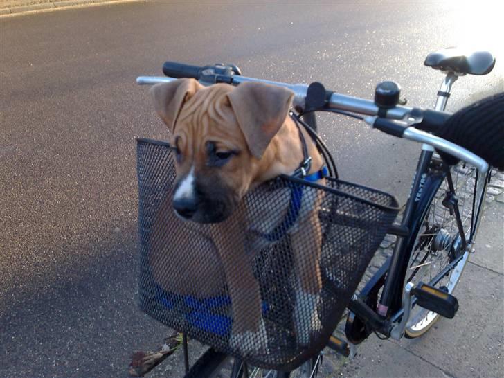 Amerikansk staffordshire terrier TYSON - På cykeltur med moster Bente billede 4