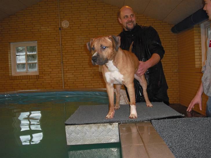 Amerikansk staffordshire terrier TYSON - Første svømmetime billede 12