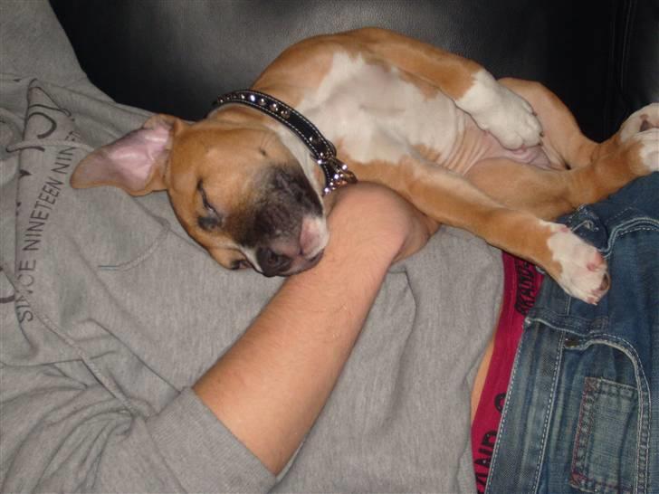 Amerikansk staffordshire terrier TYSON - Zzzzzz... billede 14