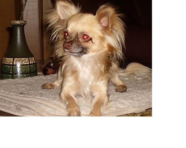 Chihuahua Lille Møf - Billede af min dejlige far billede 15