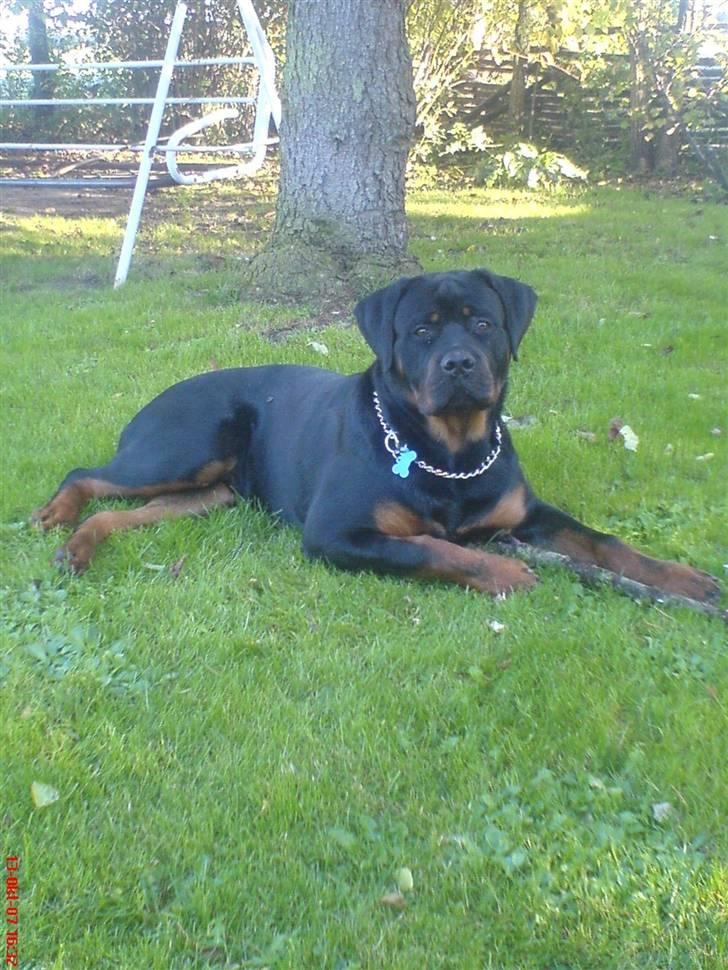 Rottweiler kato= Moars basse - Moars flotte dreng :O) billede 17