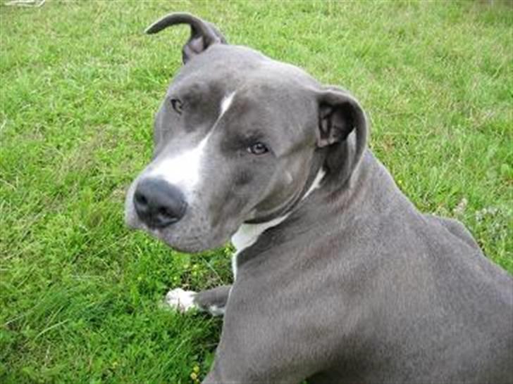 Amerikansk staffordshire terrier ... billede 2