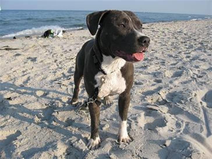 Amerikansk staffordshire terrier ... billede 3