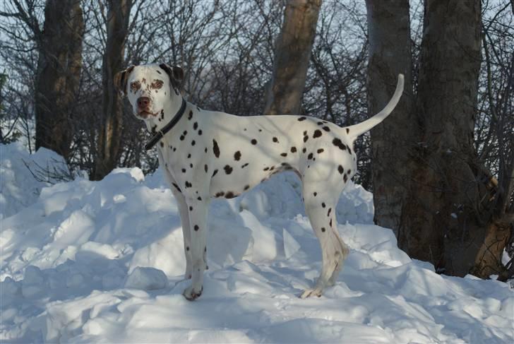 Dalmatiner Jilloc's Romantic Miracle RIP - Smukke Emma i sneen. Januar 2010 billede 1