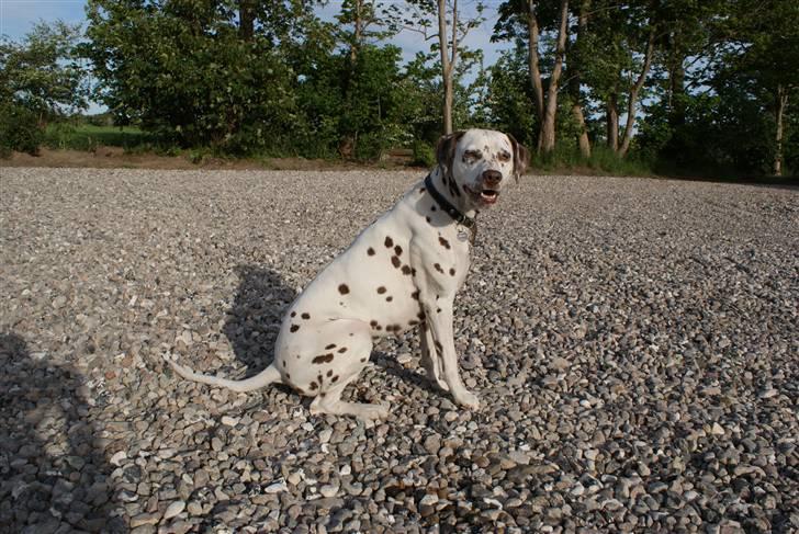 Dalmatiner Jilloc's Romantic Miracle RIP - Emma i gårdspladsen sommer 09 billede 6