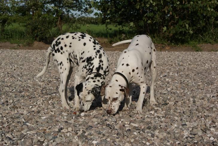 Dalmatiner Jilloc's Romantic Miracle RIP - Emma og Nina sammen i gårdspladsen. Nina har været en rigtig god lærehund for Emma. Dog er der også kommet mere ro over Emma nu hvor hun er selv. billede 9