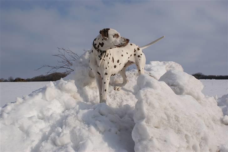 Dalmatiner Jilloc's Romantic Miracle RIP - Emma på et bette snebjerg, februar 2010 billede 11