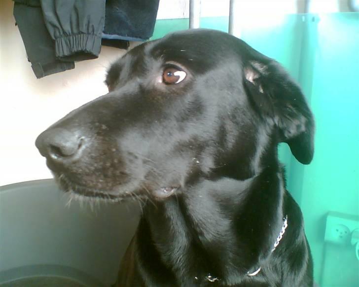 Blanding af racer Sheeba billede 14