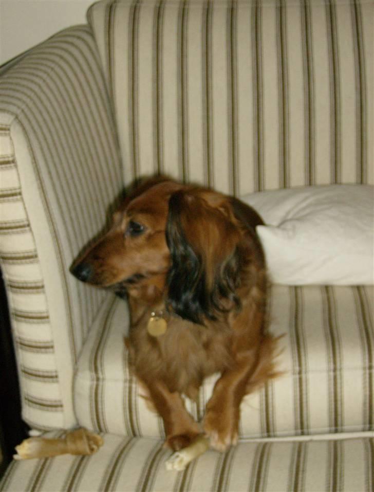 Gravhund mikkel <3 billede 12