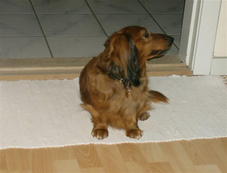 Gravhund mikkel <3 billede 13