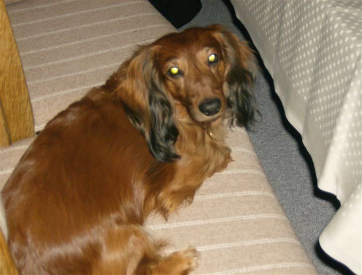 Gravhund mikkel <3 billede 14