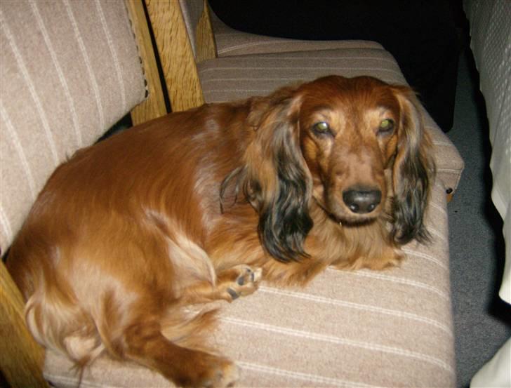 Gravhund mikkel <3 billede 15